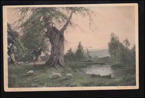 Tiere-AK Die alte Eiche am Fluss mit Schafherde, aus AACHEN nach MONS 28.9.1905