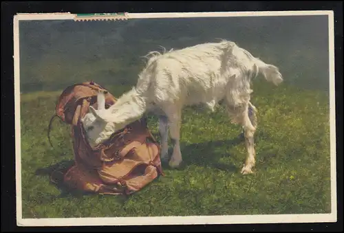 Animaux-AK Gitzi en visite: chèvre curieux craque sur le sac à dos, ADELBODEN 1928