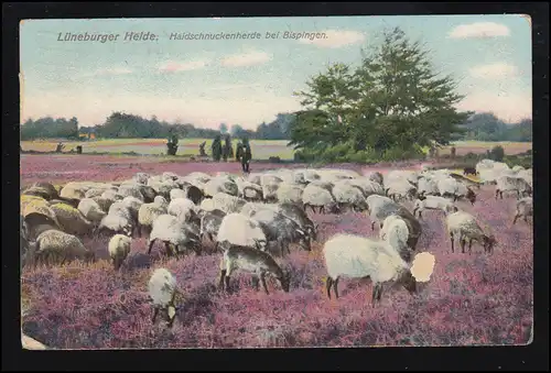 Tiere-AK Lüneburger Heide: Heidschnuckenherde bei Bispingen, HAMBURG 30.9.1912
