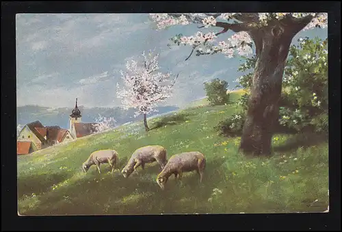 Tiere-AK Dorfidylle im Frühjahr: Schafe am Hang mit Dorfkirche, ungebraucht 