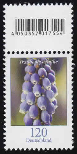 3447 Hyazinthe de raisin 120 cents, avec champ de code **