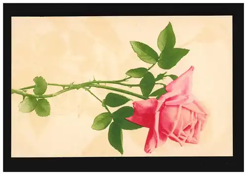 AK Blumen Strauß Rose Rosa Blüte Zweig Farbenlichtdruck, ungebraucht
