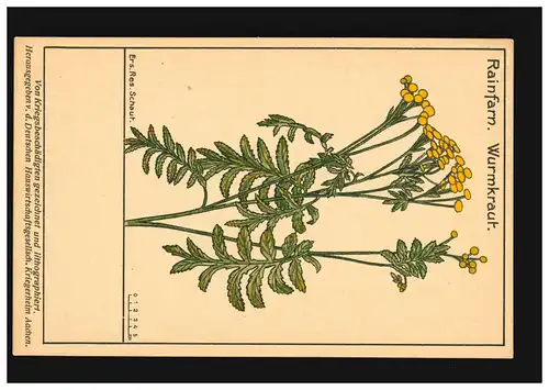 AK Blumen Rainfarn Wurmkraut, Wildgemüse Serie Spätherbst, ungebraucht