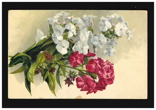AK Blumen Stilleben rot weiss Blüten Zweige Stauden-Phlox, Meschede 29.11.1924