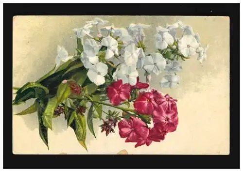 AK Blumen Stillleben rot weiss Blüten Zweige Stauden-Phlox, Meschede 29.11.1924