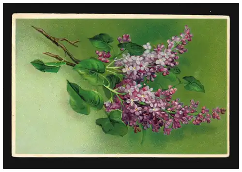 AK Fleurs Branches Lilas Lieder Lile sur fond vert, Freiberg (Saxe) 15.7.1908