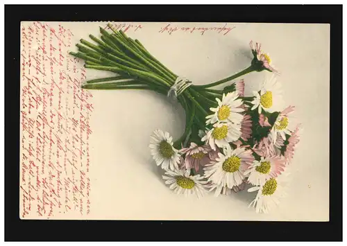 AK Fleurs bouquets de marguerites roses et blanches impression de lumière colorée, Würzburg 16.6.1911