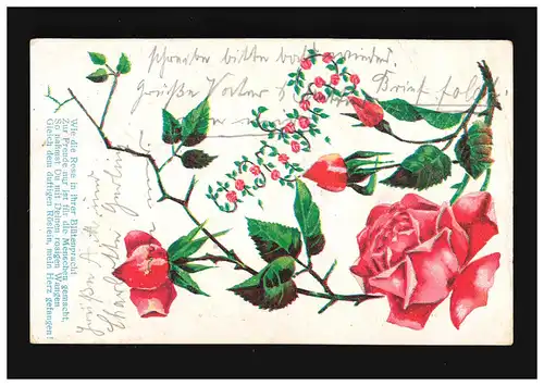 AK Blumen rote Rose  Wie die Rose in ihrer Blütenpracht, Osnabrück 3.10.1910