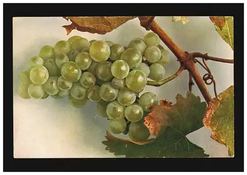 AK Fleurs vignes de raisin Paris Gutedel raisins feuilles vin blanc, non utilisé