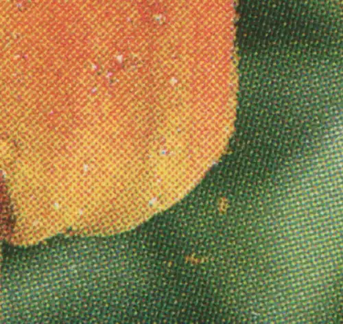 2484A fleur tulipe: RM-couple avec MDF taches jaunes en bas à droite de la fleur, **