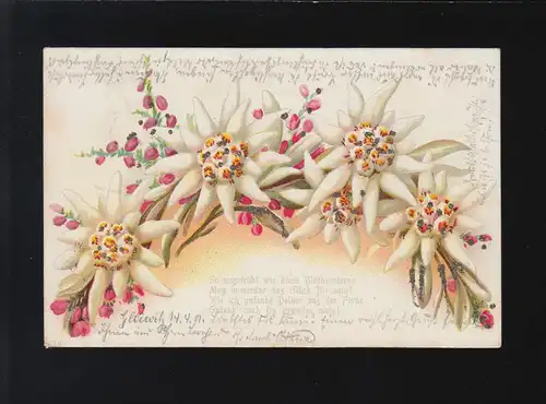 Edelweiss, aussi intacte que cette étoile de fleurs Gleiwitz /Sulzbach 14.+15.4.1901