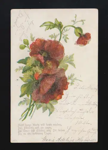Rote Blumen Blüten Nicht lange Worte will heute machen, Hoya/Magelsen 17.5.1901