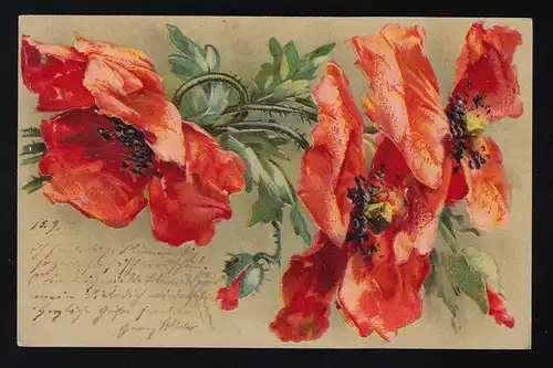 Mohnblume, Klatschmohn Mohn Gemalt, rot Blüten Knospen Blätter, Berlin 16.9.1902