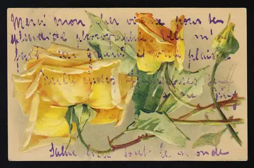 Gelbe Rosen Blüten Dornen Knospen, Schweiz Swiss, Samaden / Pontresina 8.8.1904