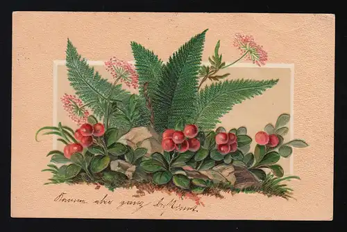 Farn aux fleurs roses, pierres de baies rouges, mousse sur fond rose, Chemnitz 4.4.1907