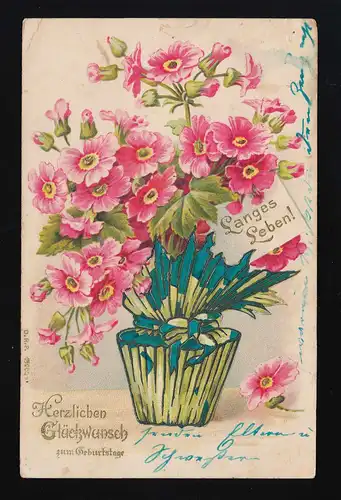 Fleurs roses Pot Félicitations anniversaire Tellingstedt/Neumünster 27. + 28.6.1905