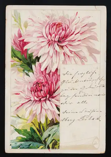 Fleurs d'astères roses, enveloppées, Niederschönhausen /Charlottenburg 20.4.1906