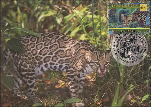 MK 58 de l'ONU Vienne 264 Ozelot 1998, carte officielle maximale