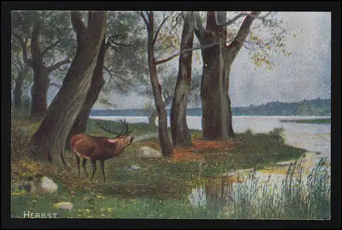 Automne, cerf rhénane dans la forêt, Artiste signé, No. 155, inutilisé