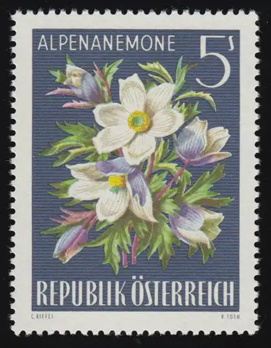 1214 Flora alpine, anémone alpine (Pusatilla alpina), 5 S, frais de port **