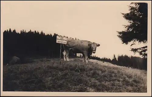 Landpost Vesser sur SCHMIEDFELD À RENNSTEIG 18.8.56 AK vaches dans la forêt Thuringe