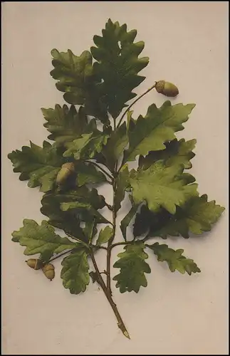 Poste ferroviaire MAINZ-LUDWIGSHAFEN Train 508 - 17.8.1918 sur AK comme poste de terrain à Bergen