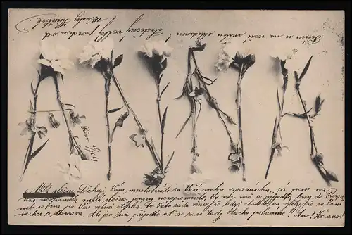 Foto AK B.K.W. I. 568/1, Name: ANNA geformt aus weißen Nelken, Přerov 26.7.1904