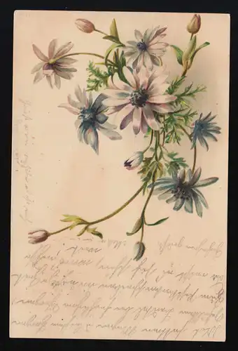 AK lila Margeriten Blüten Bouqet, ST.GALLEN /AMRISWEIL  Brf. Exp. 4.10.1899