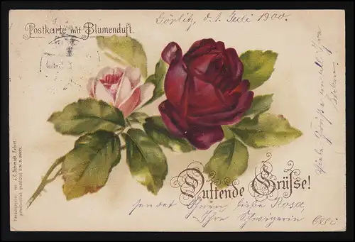 AK GUIDE ROUGE Rose rouge J.C. Schmidt Görlitz/ HAMBURG HAMM-HORN 1/2.7.1900