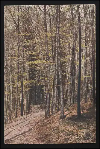 Photo couleur AK Forêt Printemps vert frais HVB Editeur BURKHARDTSDORF 12.7.1918