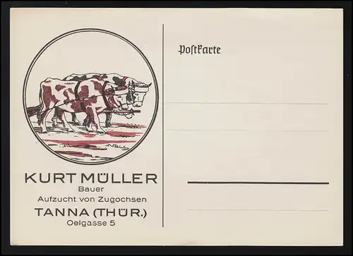 Werbe AK Bauer Zugochsen Zucht, Kurt Müller TANNA (Thüringen), ungebraucht