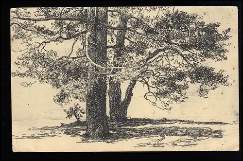 Groupe AK d'arbre à aiguilles, édition Hanson Lubeck, Russie 1905 après l'est, points de collage