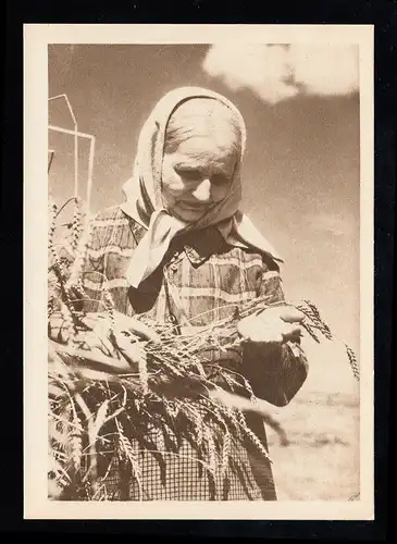 AK Période de récolte: femme sur le terrain au contrôle des céréales, non utilisée