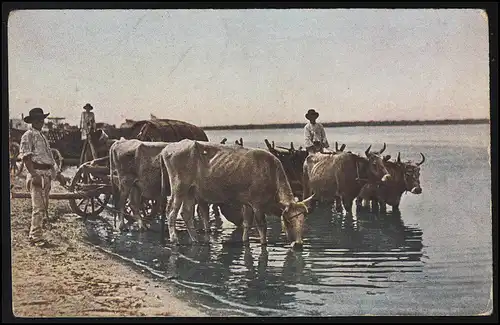 AK Balkan: Büffelgeschirre - Rinder bei der Tränke, Feldpostkarte 27.4.1918