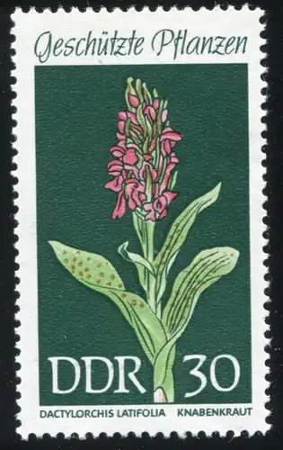 1461 Knabenkraut mit PLF kleiner Grüner Strich im unteren Blatt, Feld 20, **