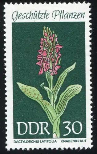1461 Verveine de garçons avec PLF de petite ligne verte dans la feuille inférieure, case 20, **