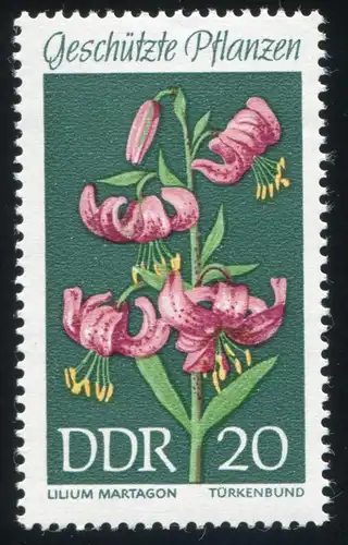 1459 Türkenbund mit PLF heller Fleck in der Blüte, Feld 41, **