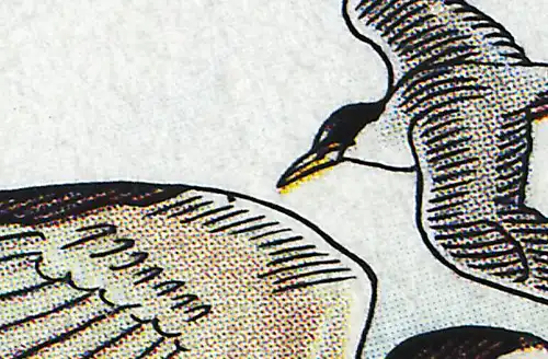 1540 Oiseaux marins Sterne nain avec PLF tache noire dans l'aile, champ 50, **