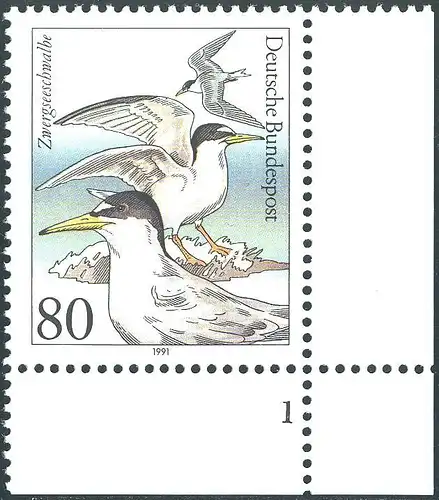 1540 Oiseaux marins Sterne nain avec PLF tache noire dans l'aile, champ 50, **