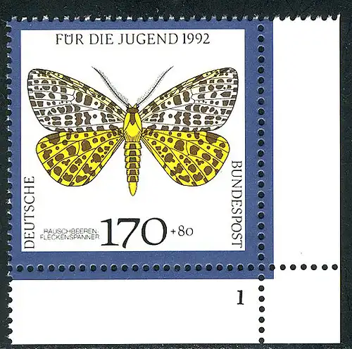 1606 jeune papillon de nuit 170+80 Pf ** FN1
