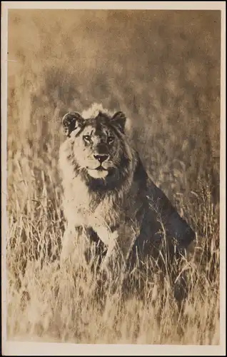 Poste du bateau Tampon RONDE À L'EXTÉRIEUR KREUZER "KARLSRUHE" 1930 sur AK Lion Kenya