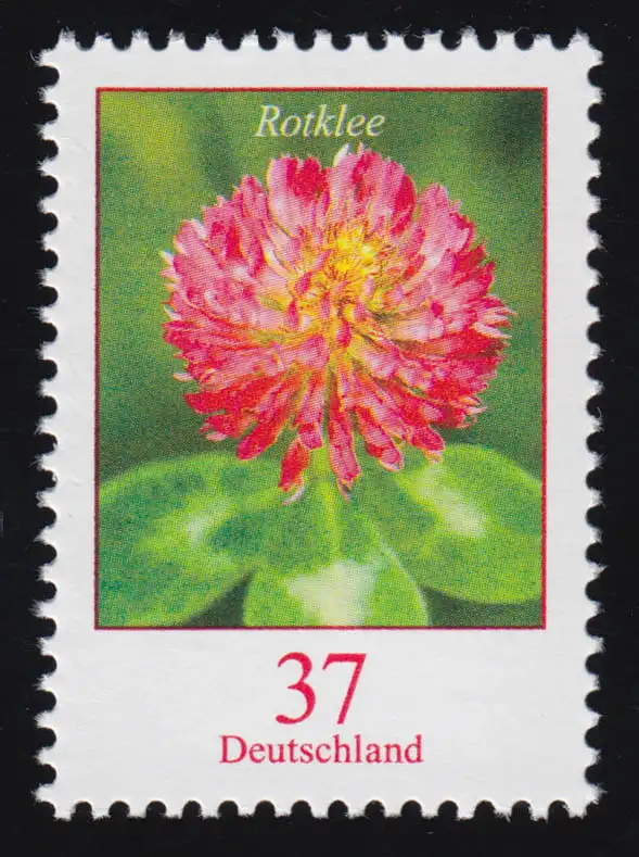 3656 Blume Rotklee 37 Cent, nassklebend, ** postfrisch