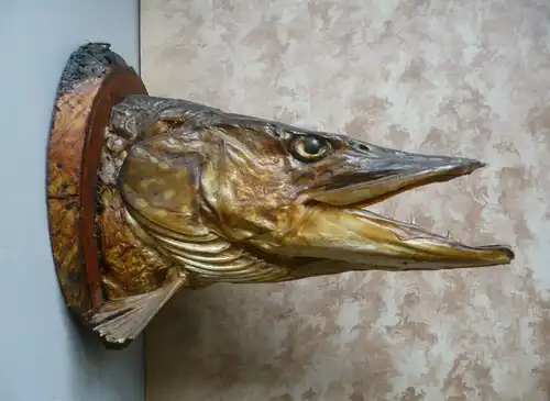 Hecht-Kopf Präparat Fischkopf Anglertrophäe 1976