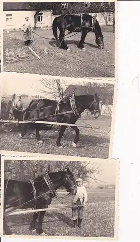 3 Orig. Fotos Bauer mit Pferd Geschirr Egge ca. 1950
