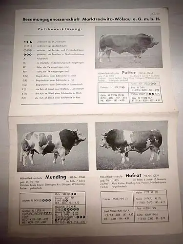 Altes Infoblatt Zuchtbullen d. Besamungsgenossenschaft Marktredwitz-Wölsau