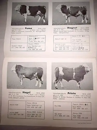 Altes Infoblatt Zuchtbullen d. Besamungsgenossenschaft Marktredwitz-Wölsau