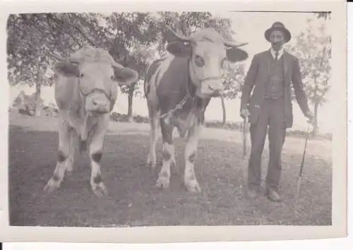 Orig. Foto Bauer mit zwei Rindern Ochsen ca. 1930