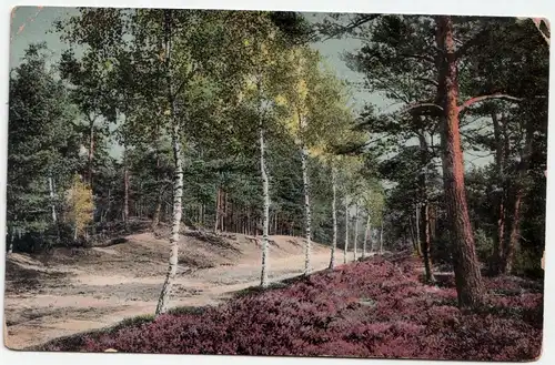 Allee der Birken im Wald // Alte Ansichtskarte 1911