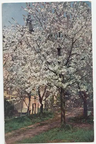 blühender Apfelbaum // Alte Ansichtskarte 1917 feldpost
