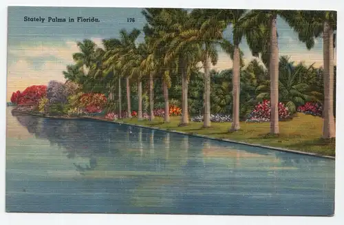 Stately Palms in Florida.
